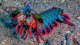 Camera with 'shrimp vision’ detects cancer spread in surgery