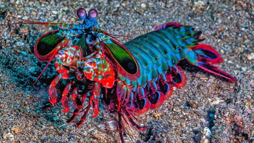 Camera with 'shrimp vision’ detects cancer spread in surgery