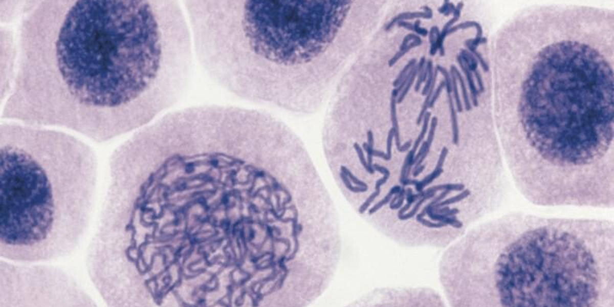 Whizzkids en IT brengen beelden en mensen samen