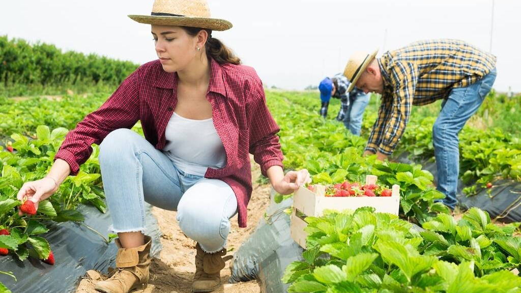 Opschaling: van proeftuintje tot oogstareaal