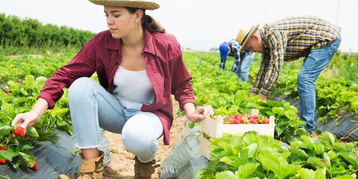 Opschaling: van proeftuintje tot oogstareaal