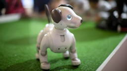 Patiënten met dementie dankzij robot huisdier sneller uit ziekenhuis