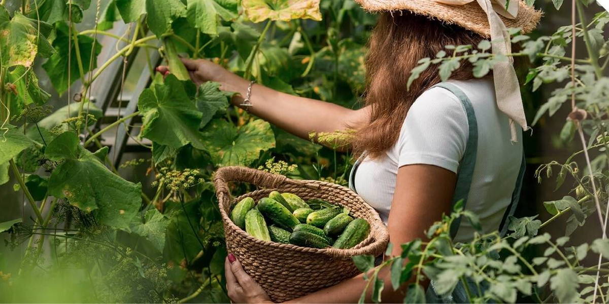 Wieden, zaaien, oogsten: hoe succesvol te proeftuinieren