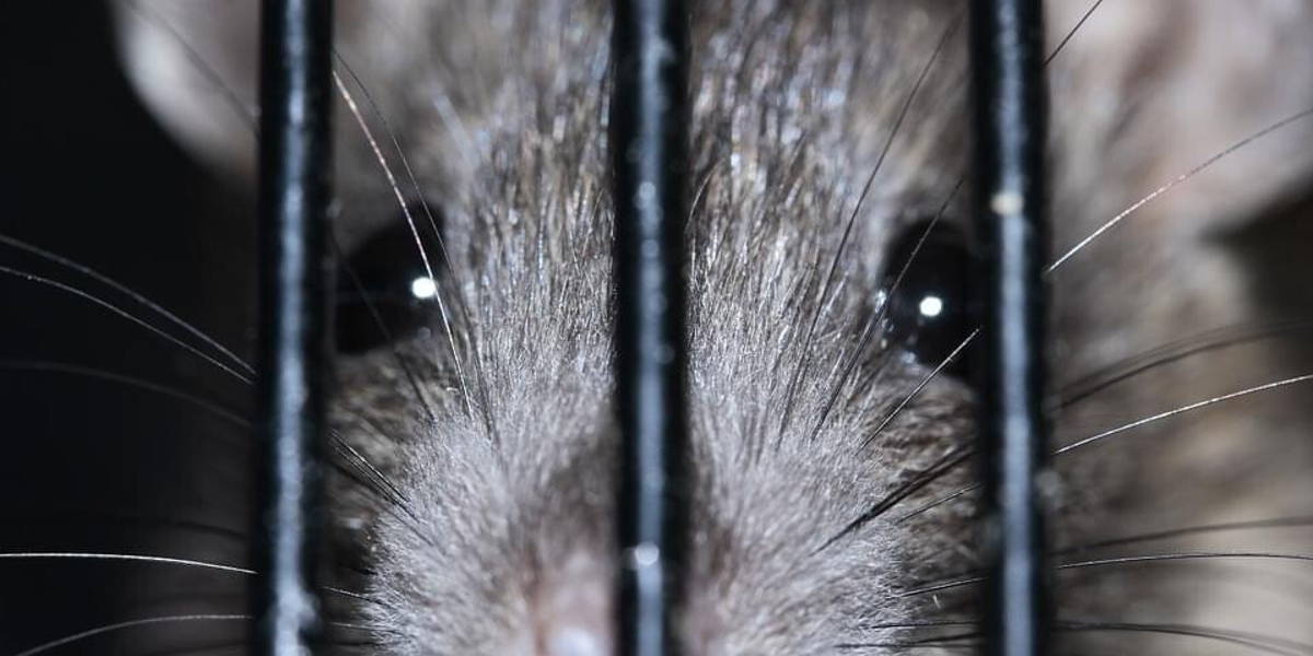 color-rat-399706_960_720