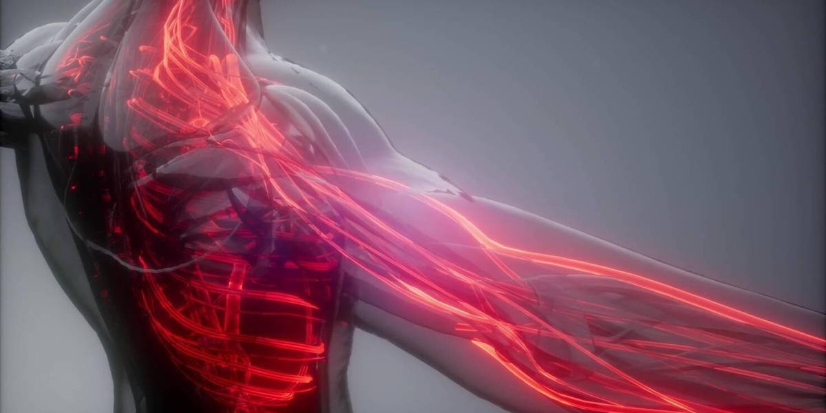 Blood Vessels of Human Body