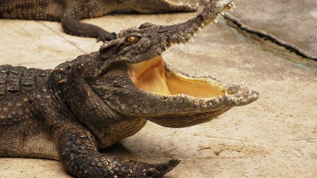 krokodil