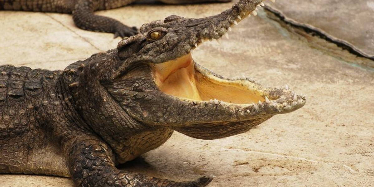 krokodil