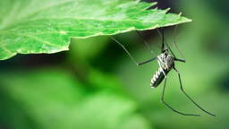 Dashboard helps prepare for dengue and malaria outbreaks