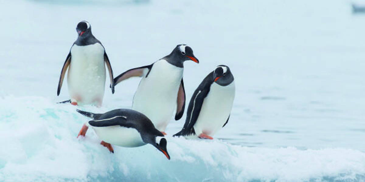 Succesvol innoveren:  breng de pinguïns in beweging