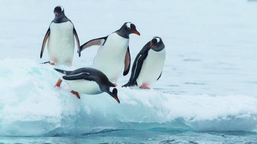 Succesvol innoveren:  breng de pinguïns in beweging