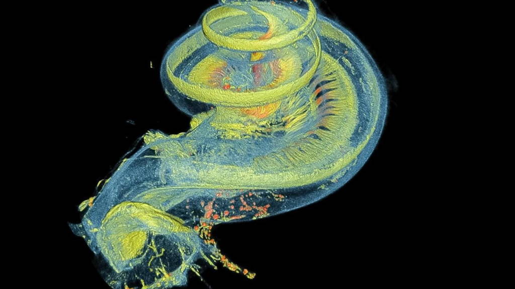 binnenoor_membraanstructuren