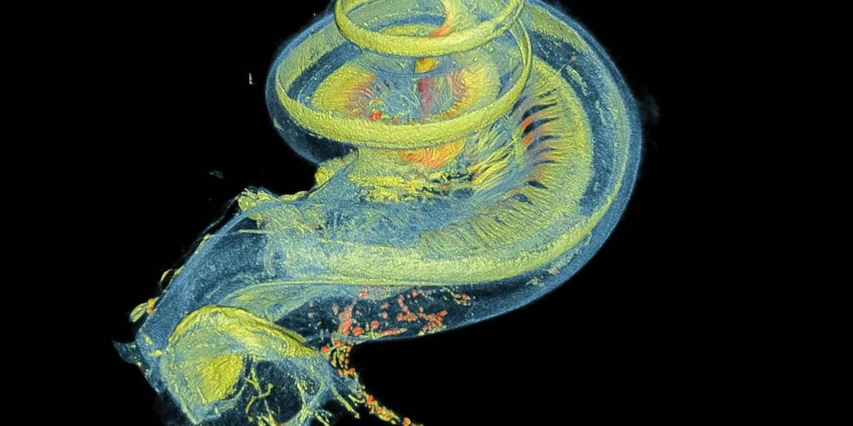 binnenoor_membraanstructuren