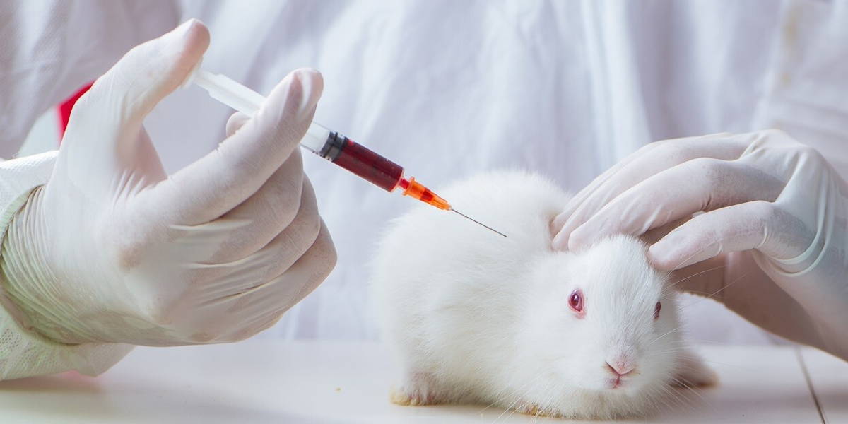 White rabbit in scientific lab experiment