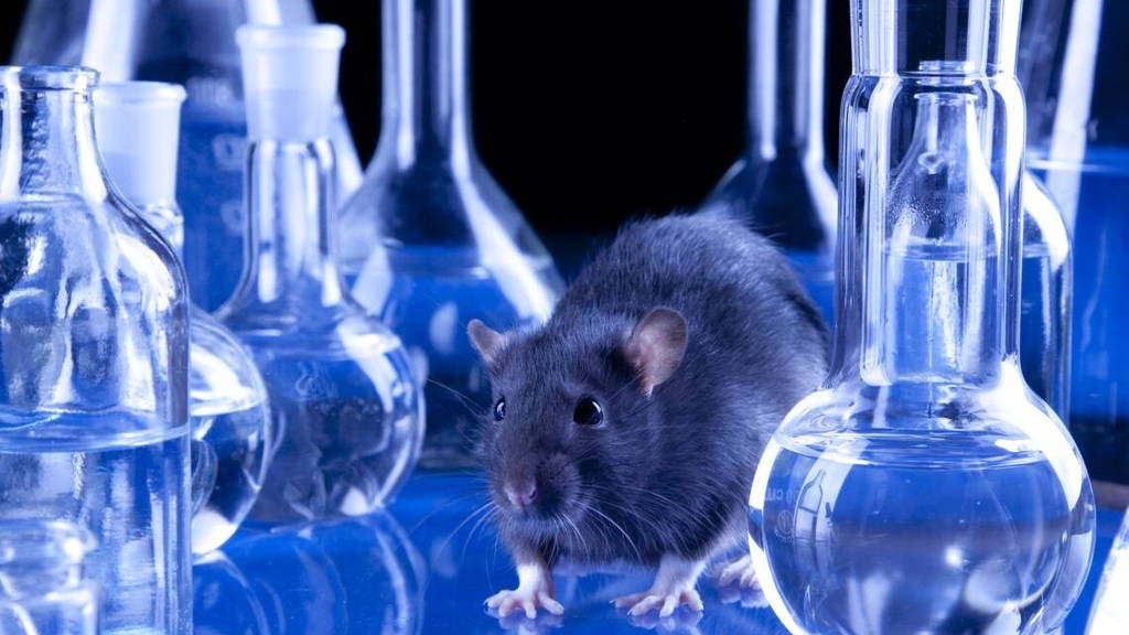 Rat-ratten-laboratorium-test-proeven