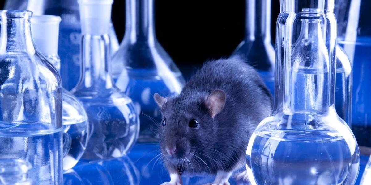 Rat-ratten-laboratorium-test-proeven