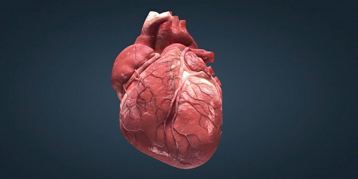 The heart is the most important muscle in your body. There are two sides, the right and left, and four chambers.
