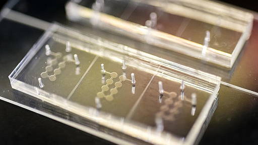 Organ-on-a-chip simuleert decennia veroudering in slechts dagen