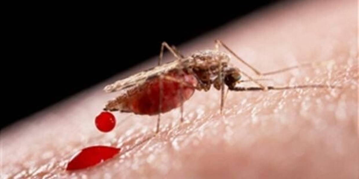 malariamosquitopic