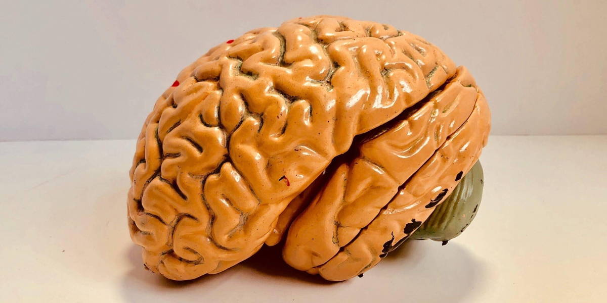 brain-scaled