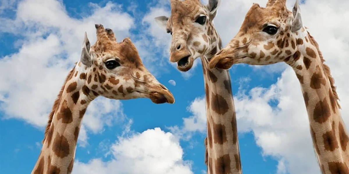 Meten is weten! 7 manieren om digitale vaardigheden te onderzoeken