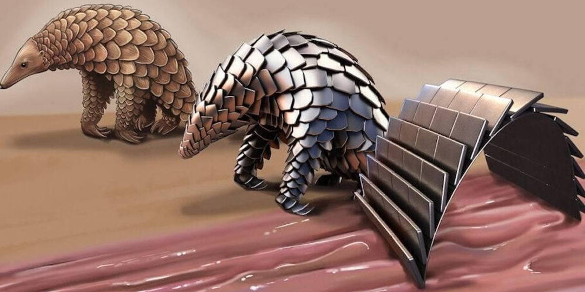 pangolin-inspired-robot