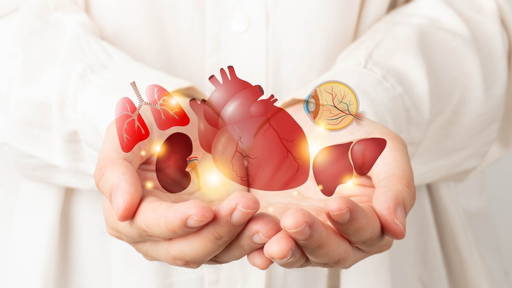 Donororganen langer bewaren met antivriesproteïnen