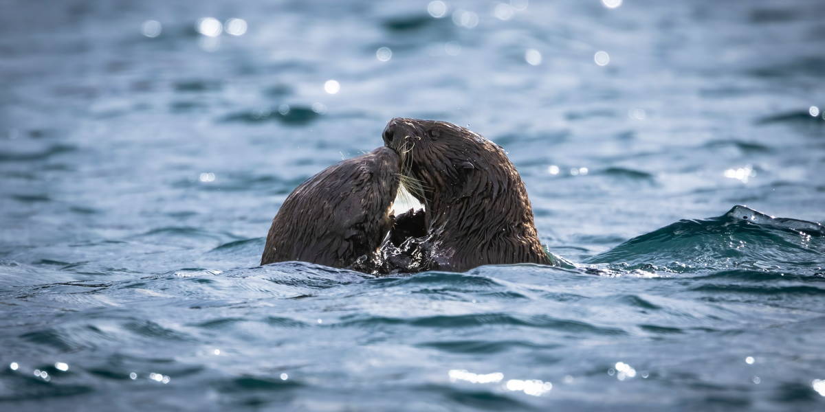 Gaat digitale coach helpen bij zelfzorg voor zorgprofessionals?