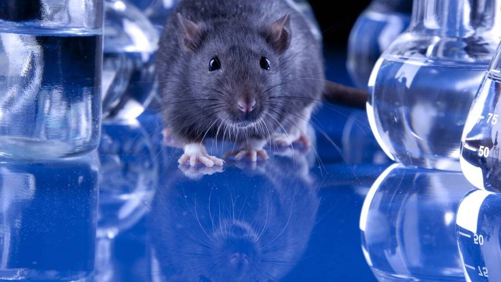 Experiments on animals